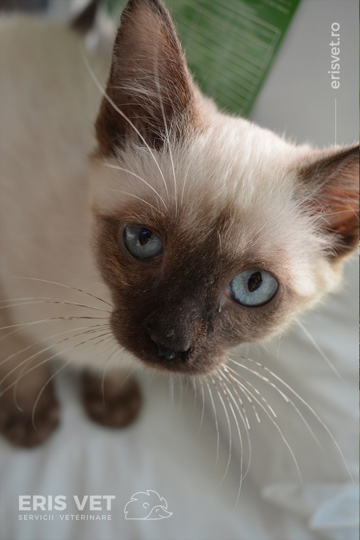 animale-tratate-63-clinica-erisvet