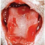Калицивироз или контагиозный насморк кошек